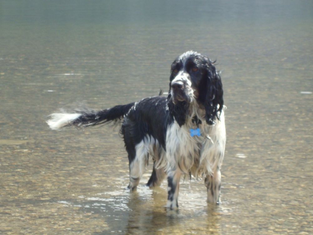 Springer spaniel in water