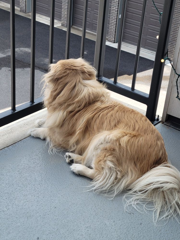 A picture of a small, blonde dog on a patio observing her kingdom.