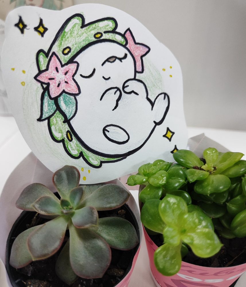 Shaymin descansando em cima de duas suculentas.