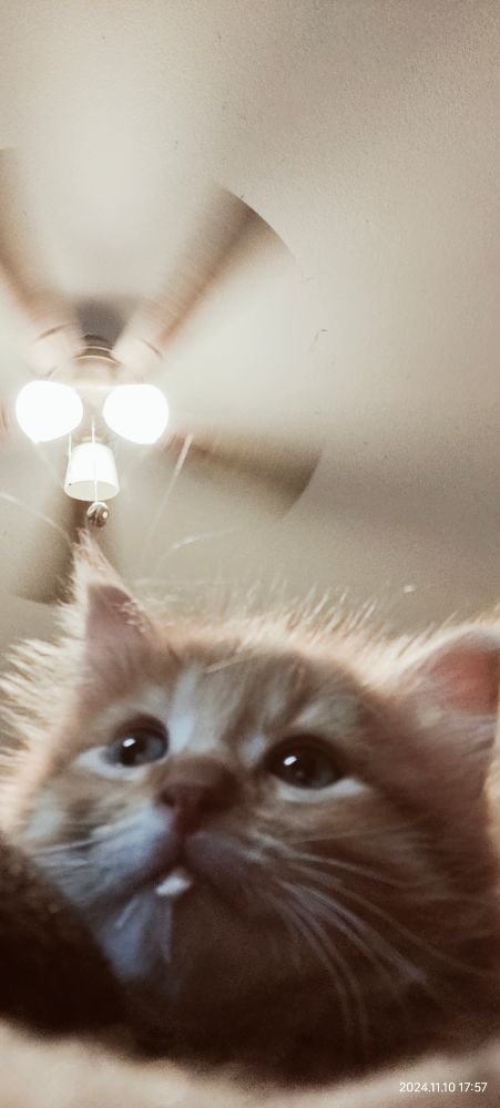 Fluffy orange kitten starting up to the ceiling in a wistful manner as if deep in thought. Kitten has a small amount of milk on his bottom chin. 