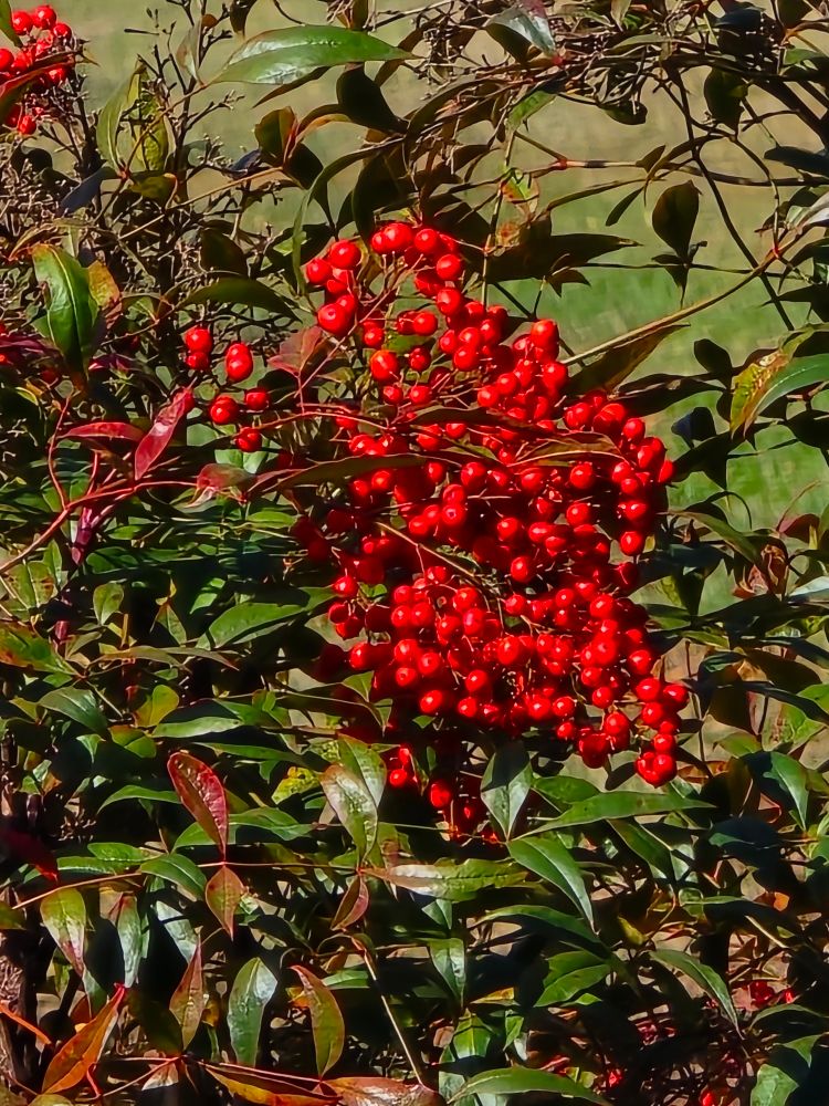 A photo of a bunch of almost painfully vibrantly red berries among green leaves