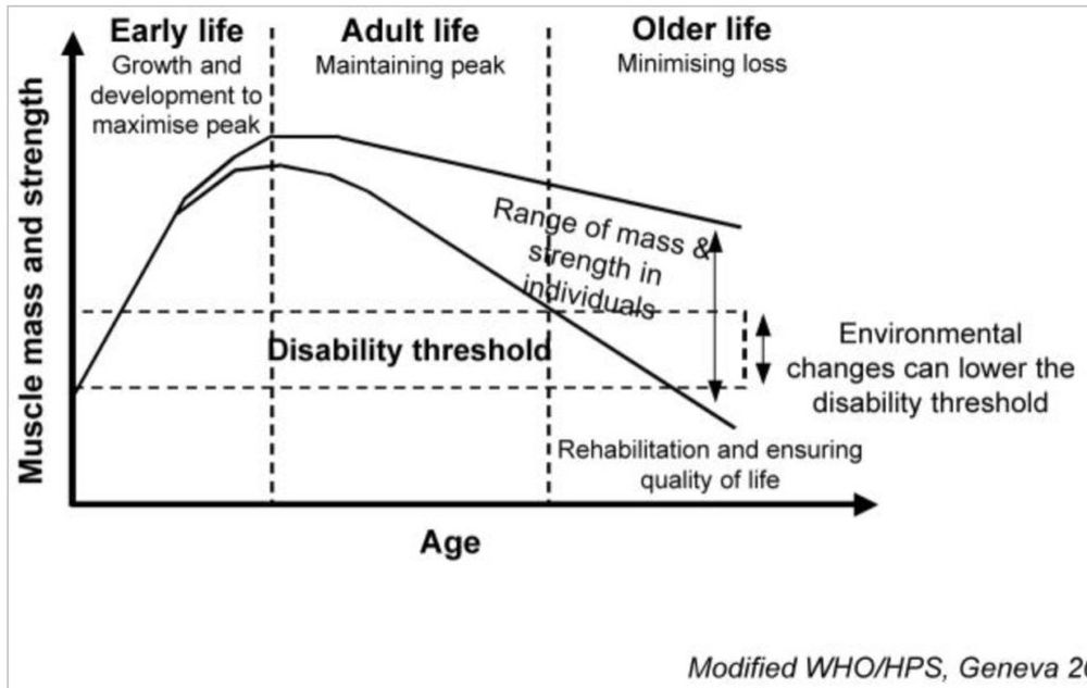 it’s a graph. the y axis says “muscle mass and strength”. the x axis says “age”. neither of them have units. the graph is split into three sections: early life, adult life and older life. the curve of muscle mass and strength has a function of age starts low, peaks right at the end of early life, and slowly declines throughout adult and older life. it splits in two (labeled “range of mass and strength in individuals). the top line declines much slower. the bottom line falls faster until getting under a horizontal dashed line labeled “disability threshold” 