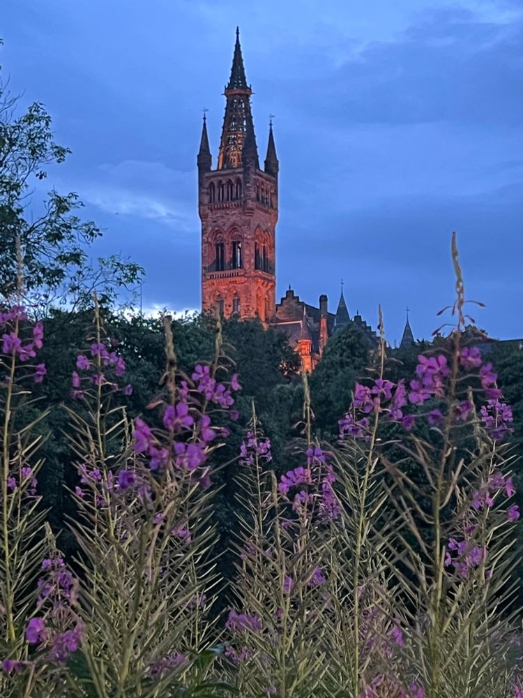 Neogothic stone spire of red sandstone illuminated by floodlights against a cloudy sky during Blue Hour. Purple wildflowers in the foreground. 