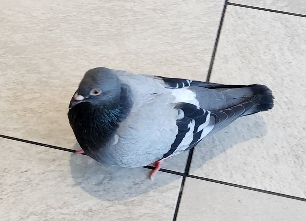 Pigeon