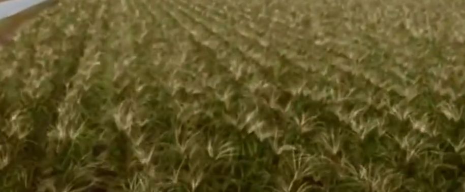 A shitty blurry screencap of a mid-summer cornfield. 