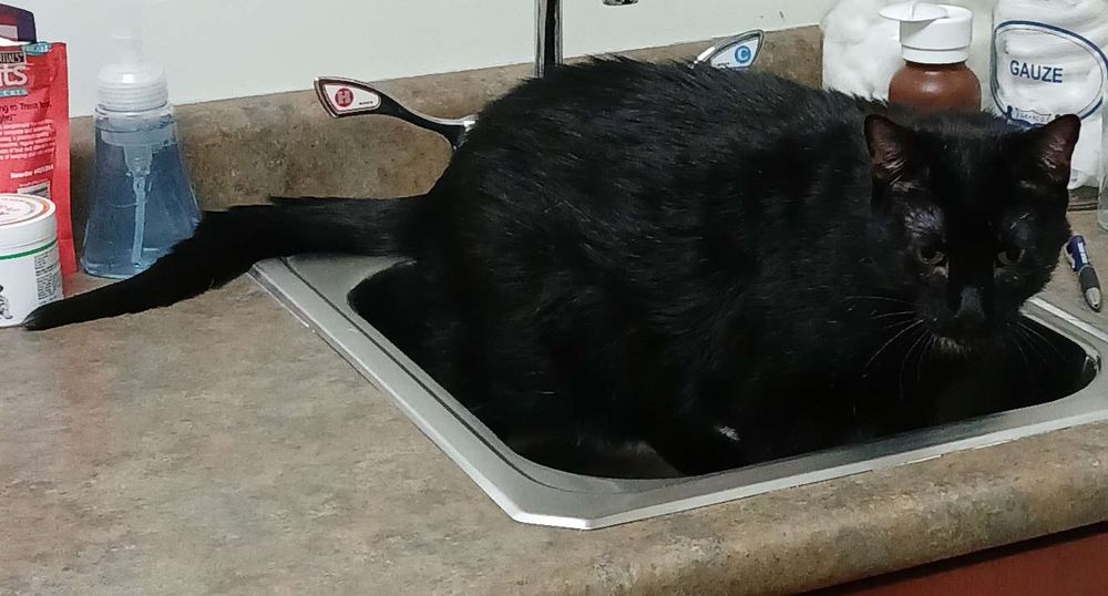 A black cat (Mischa) having decided that the sink at the vet was the place to... hide? lurk? His expression is Distinctly Unhappy.