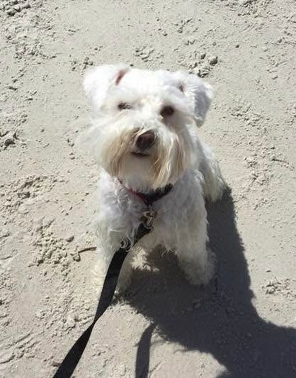 White Miniature Schnauzer sitting nicely on a Sandy beach. 