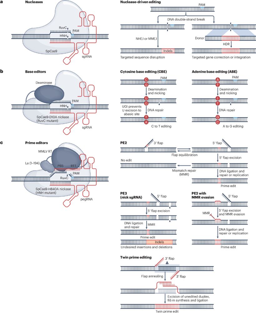 CRISPR-based editors