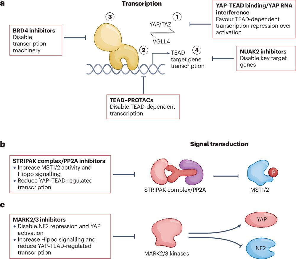 Targeting the Hippo pathway