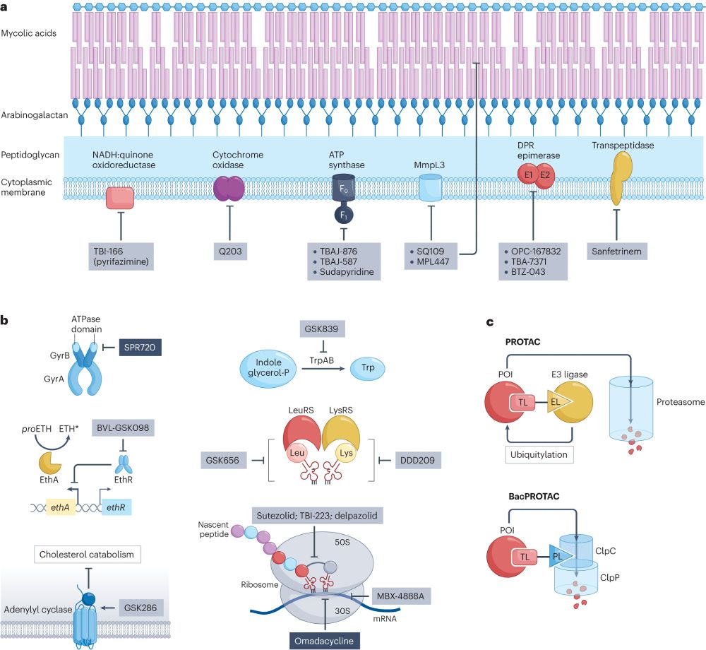 TB drug targets