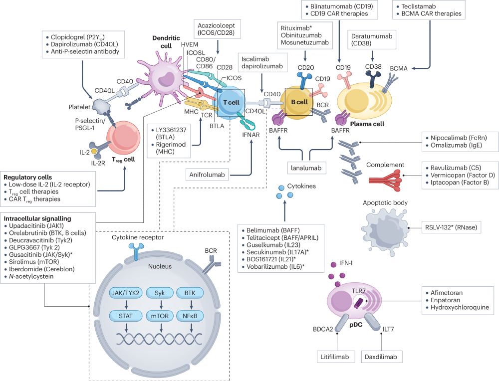 Therapeutic strategies for lupus