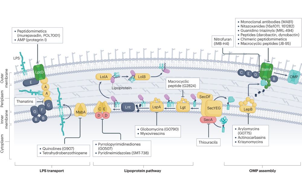 Targets in gram-negative bacteria