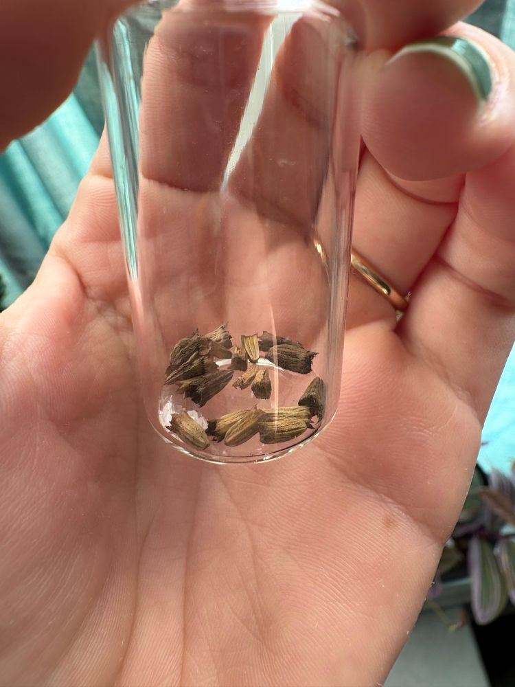 close up of coneflower seeds in the same glass vial