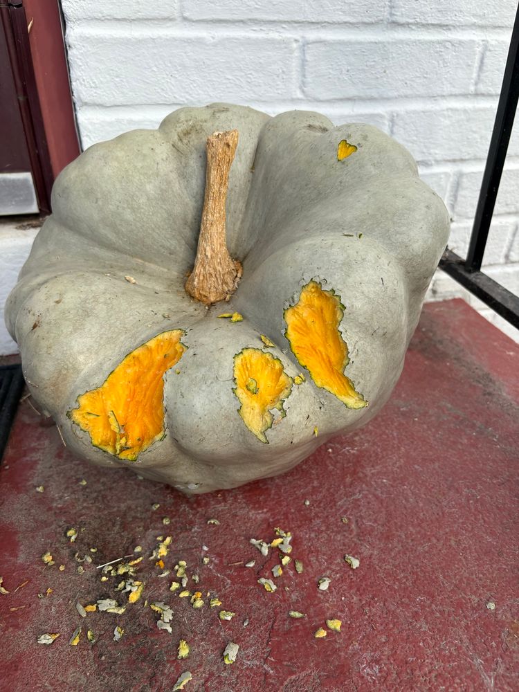 my funny shaped light green pumpkin has 3 big chunks of gnawed out sections OH MY GOD THERE ARE FOUR NOOOOOOOOOOO