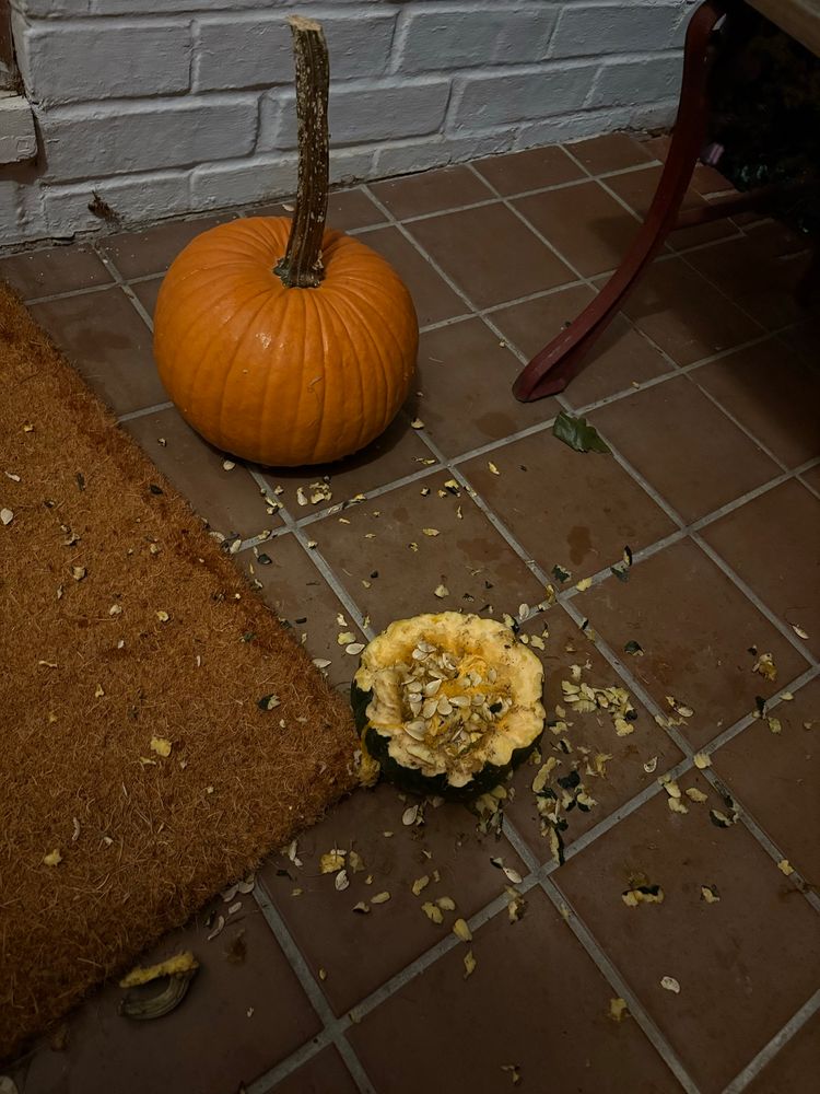 the WHOLE TOP OF MY PUMPKIN IS GONE. GUTS EVERYWHERE. ITS HORRIFYING