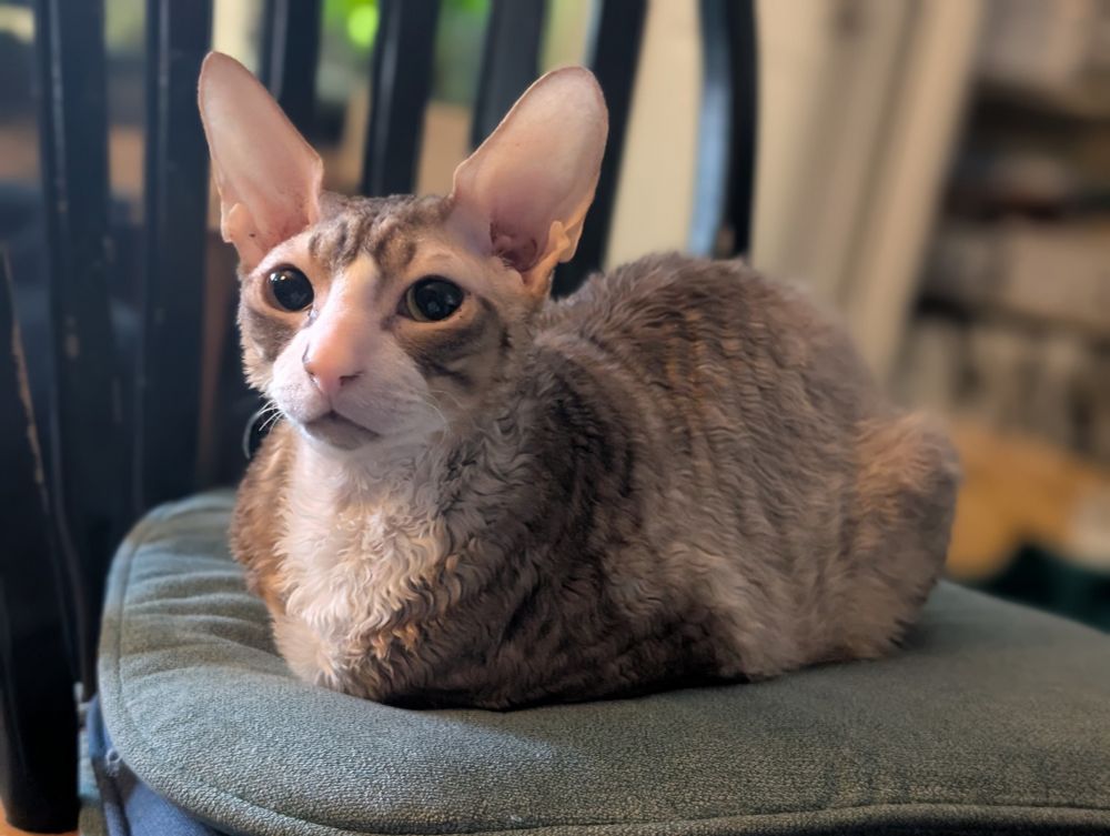 A pale brown Cornish Rex cat with white face and chest marking lying down with all paws tucked under so they are invisible. 