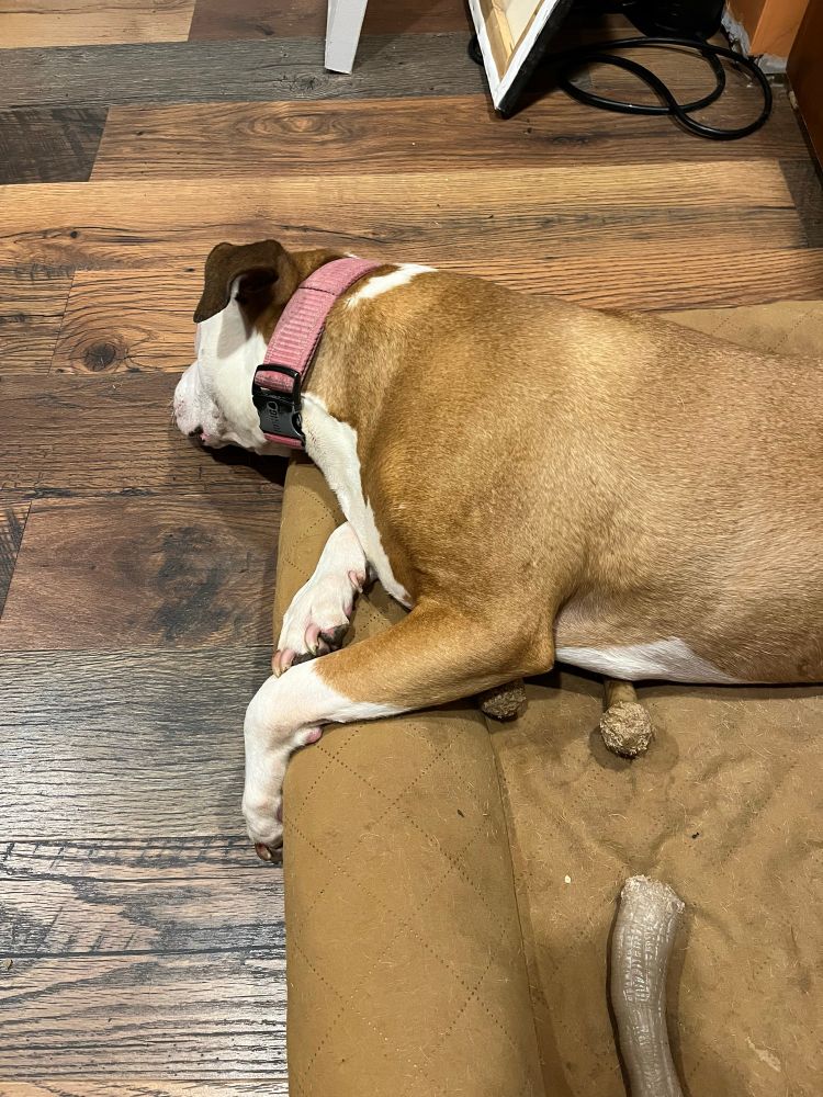 A very normal dog who is a brown and white pitbull laying directly on top of his chewed-up Nylabone with his head draped over the side of his bed in an awkward position 