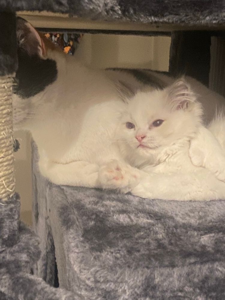 Small white kitten with blue eyes being held by an older calico cat with double paws. They cuddle together on a blue cat tower 