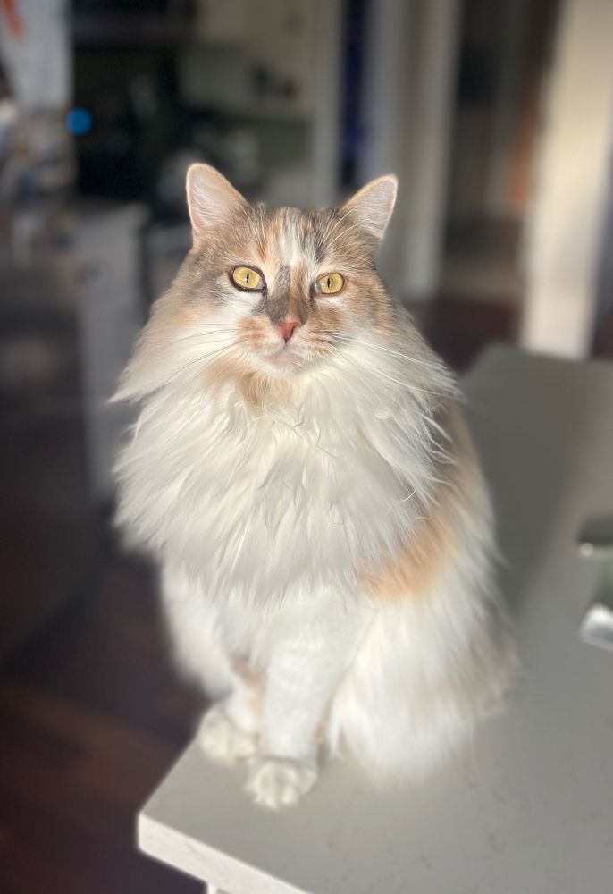 Calico cat Ruby sitting on counter illuminated by morning light. 