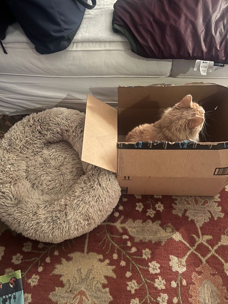 Peach colored Romeo the cat sitting in the box his brand new comfy bed came in.  