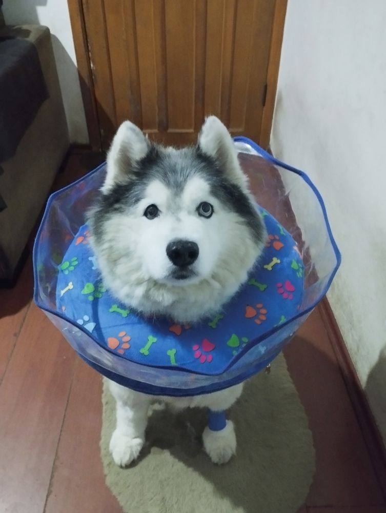 Imagem de um cachorro da raça husky siberiano, usando um colar inflável azul e um curativo na pata dianteira esquerda 