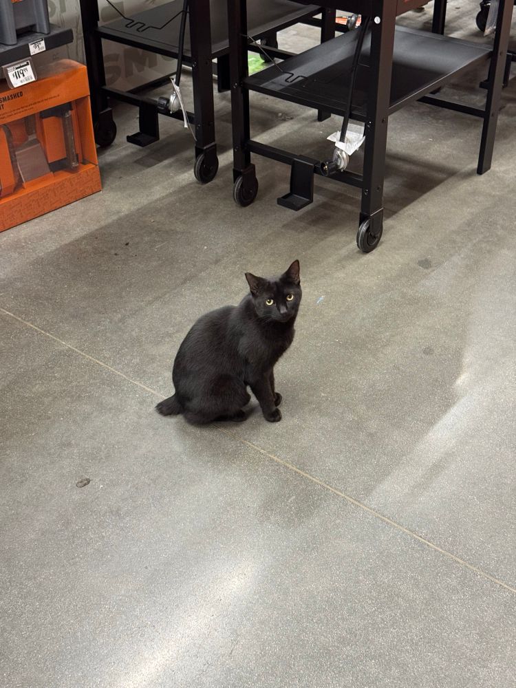A black cat with a very short tail. It’s sitting in the middle of an aisle in a home improvement store.