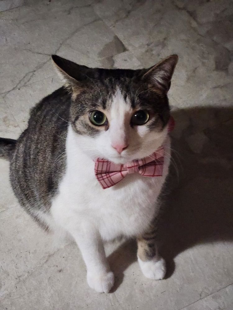 White and tabby cat with red pink flannel bowtie collar