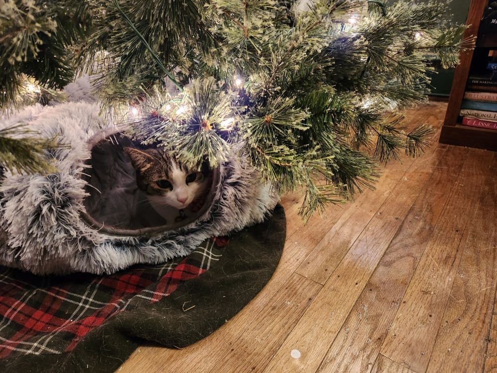 Tabby and white cat in gray tunnel under Christmas tree