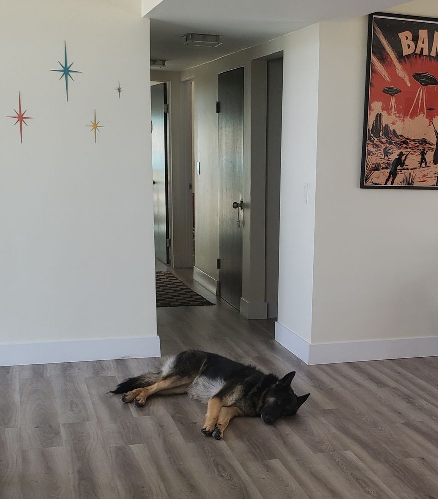 Lazy black and tan German shepherd all tuckered out after a dawn wake up to get a Frisbee. 