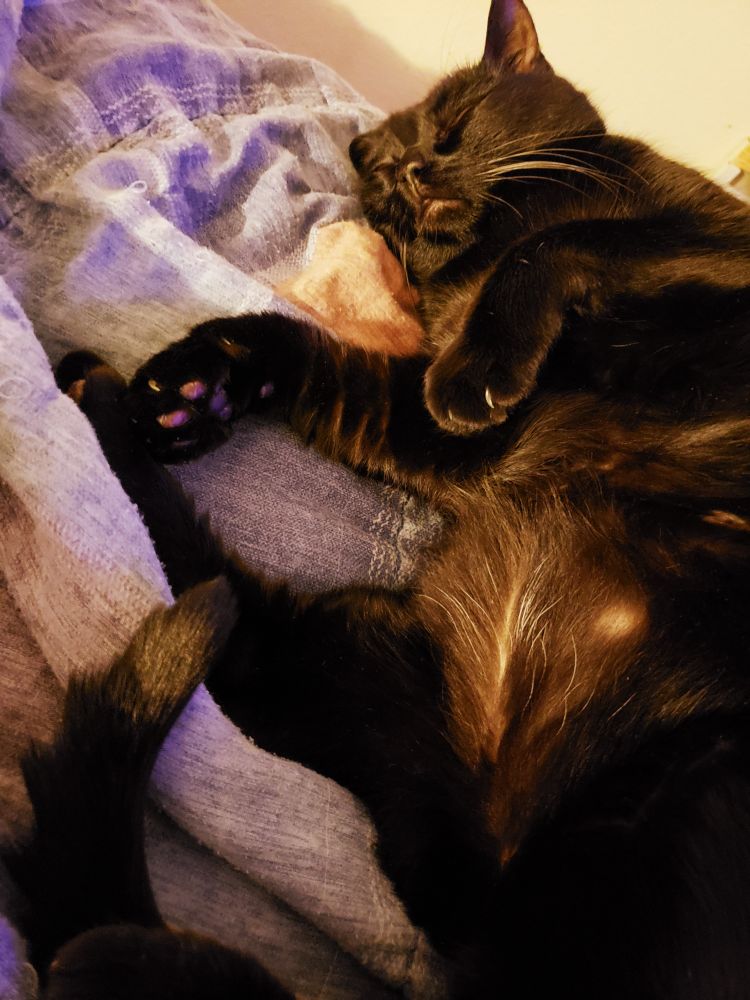 a chubby void cat with his belly out, napping