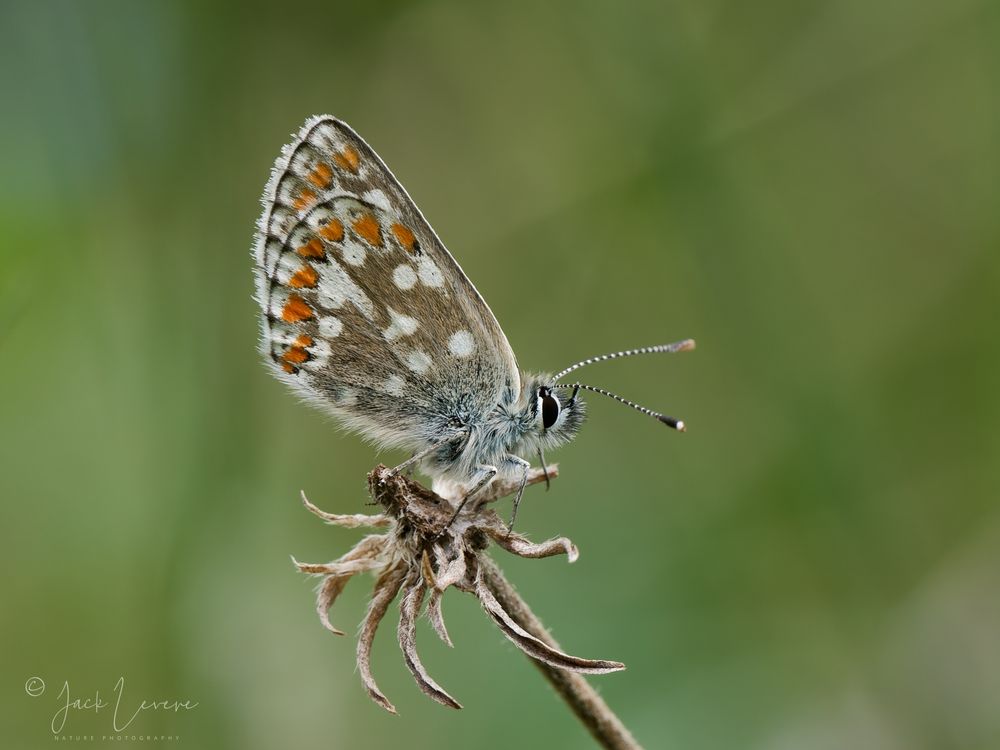 Northern Brown Argus, Grantown-On-Spey