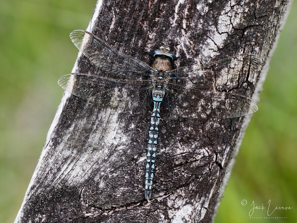 Azure Hawker, Beinn Eighe