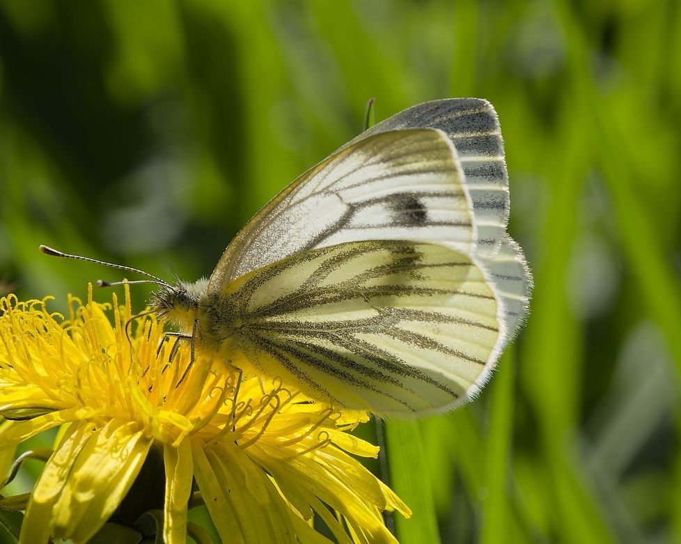 Green-veined White 