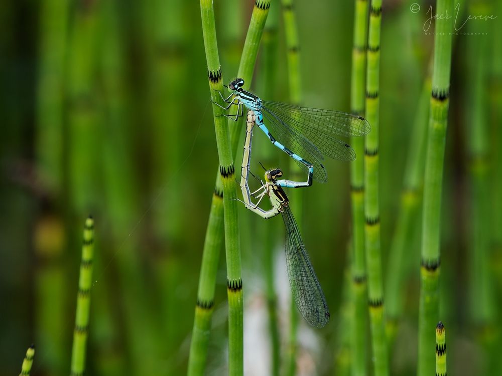 Northern Damselfly, Loch Garten