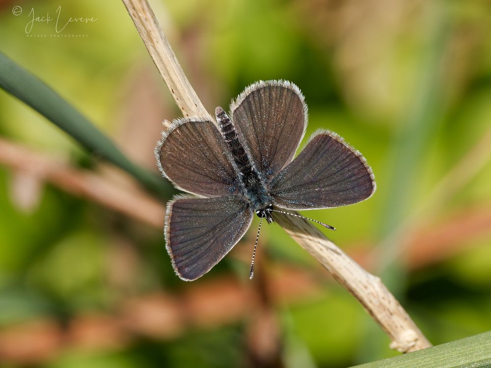 Small Blue