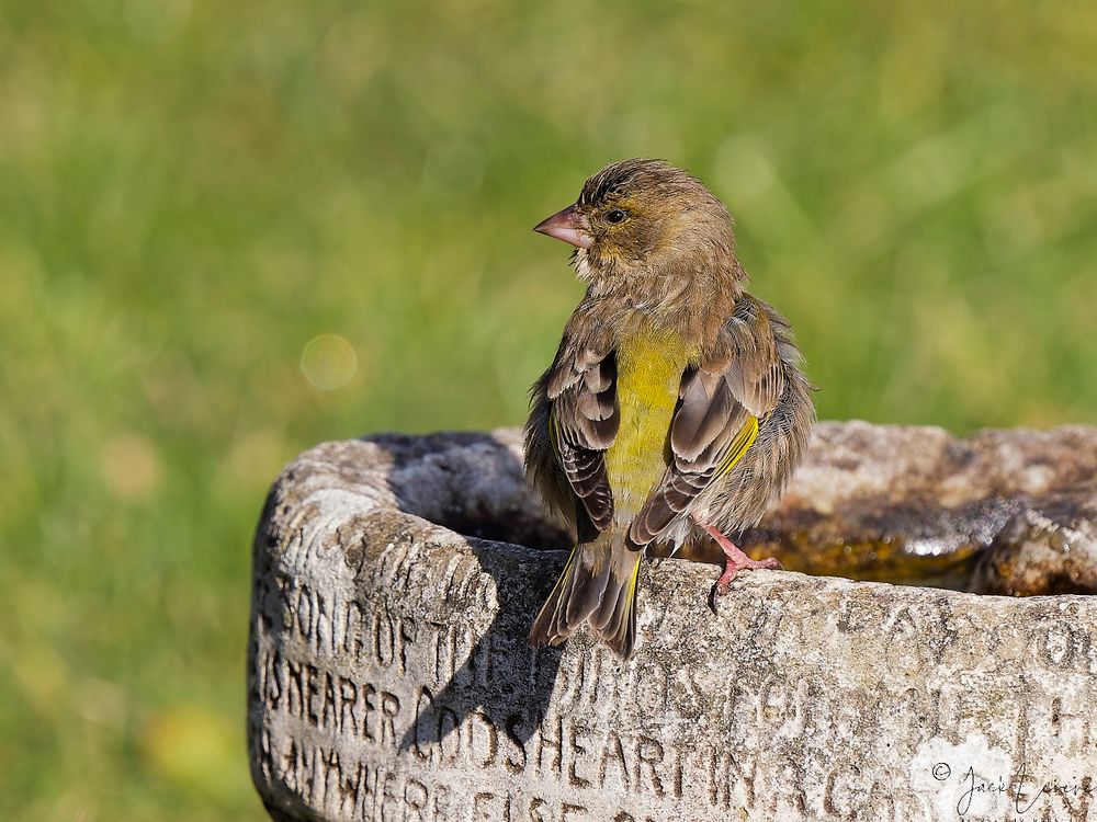 European Greenfinch (Chloris Chloris)
