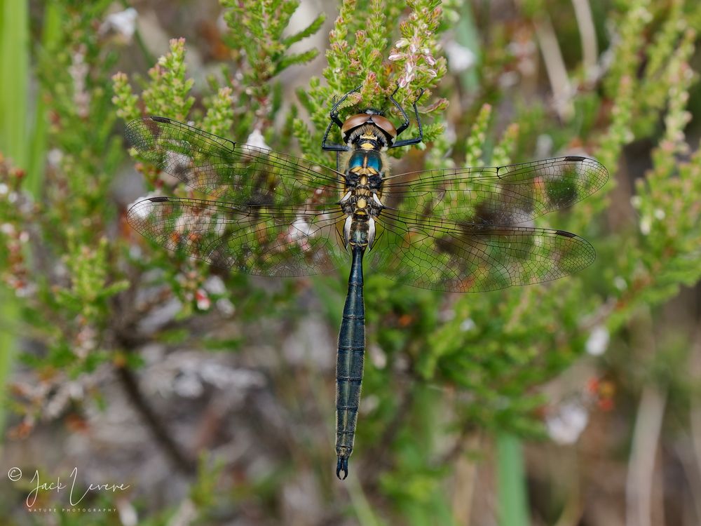 Northern Emerald, Beinn Eighe