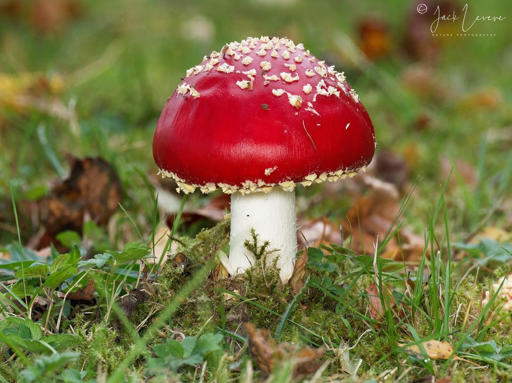 Fly Agaric (Amanita muscaria)
