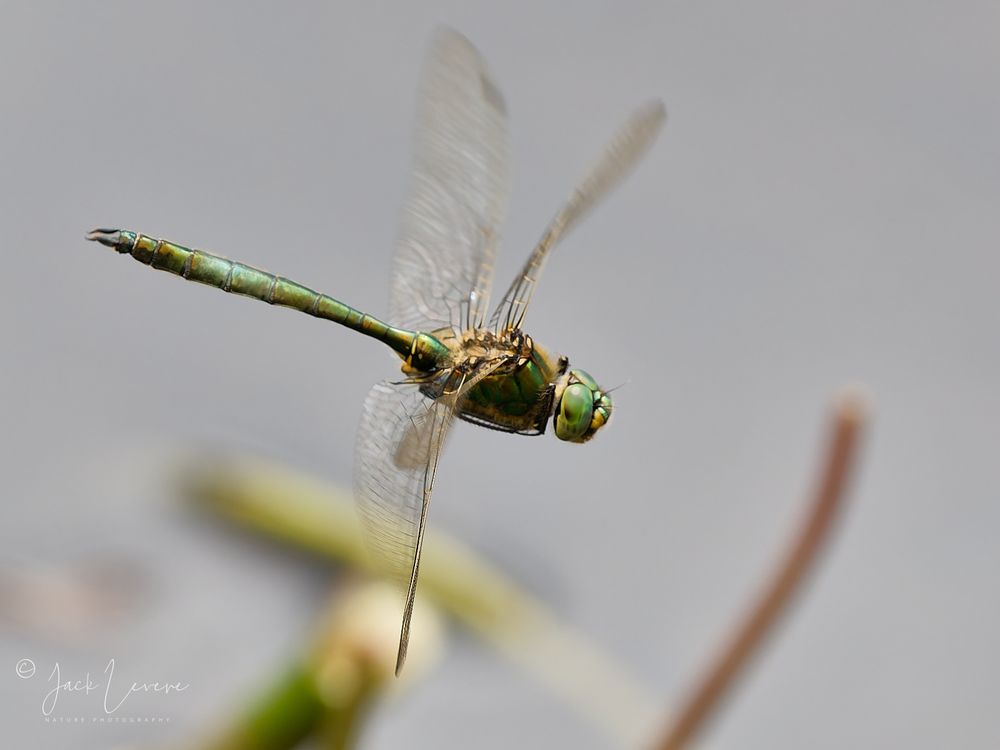 Brilliant Emerald, Loch Bran