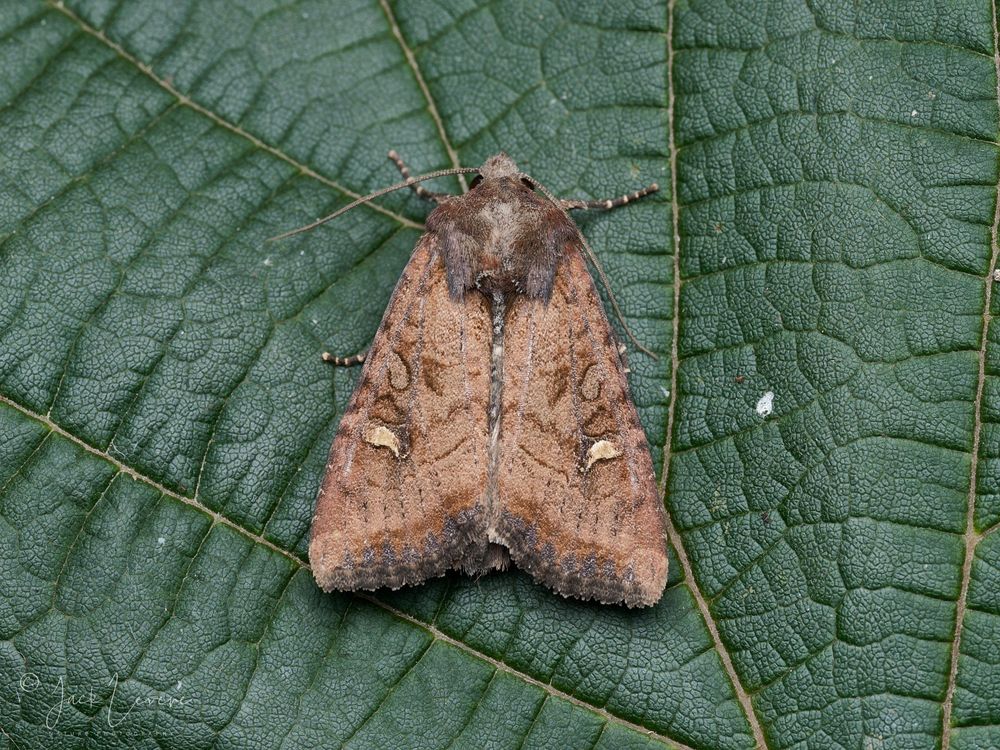 Crescent (Helotropha leucostigma)