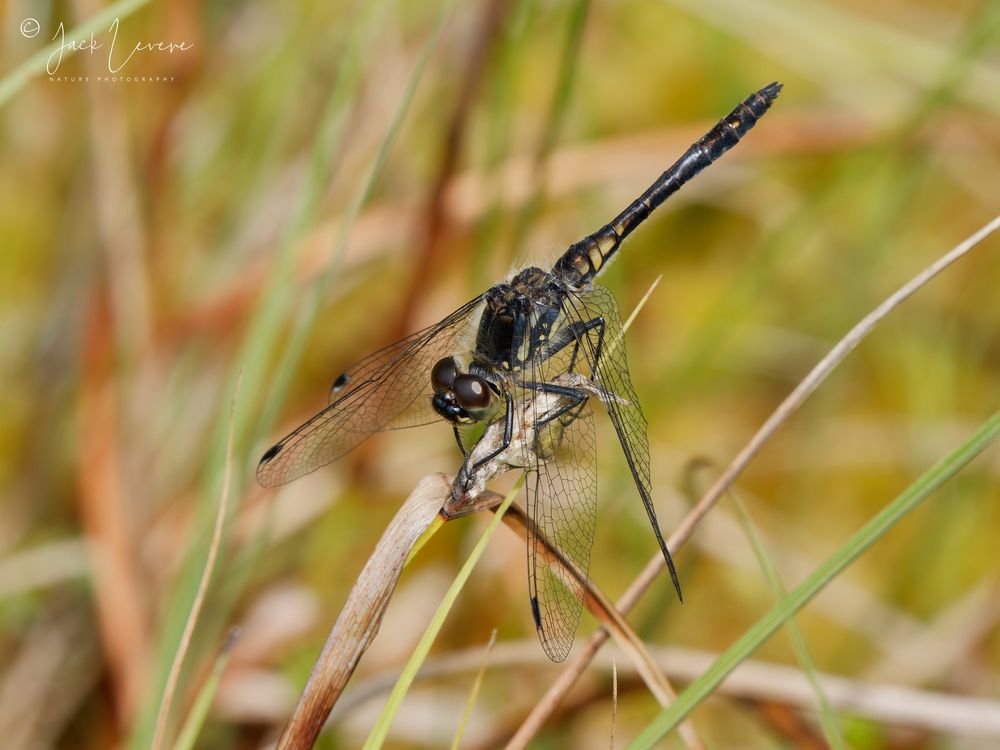 Male, Black Darter (Sympetrum danae)