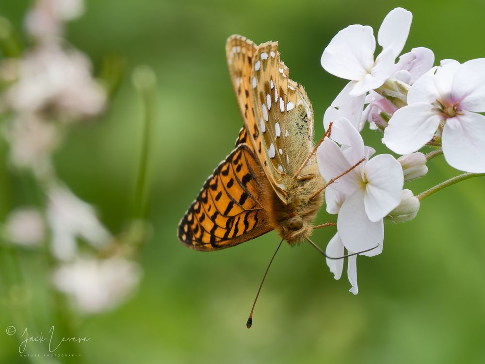 Dark Green Fritillary, Grantown-on-Spey