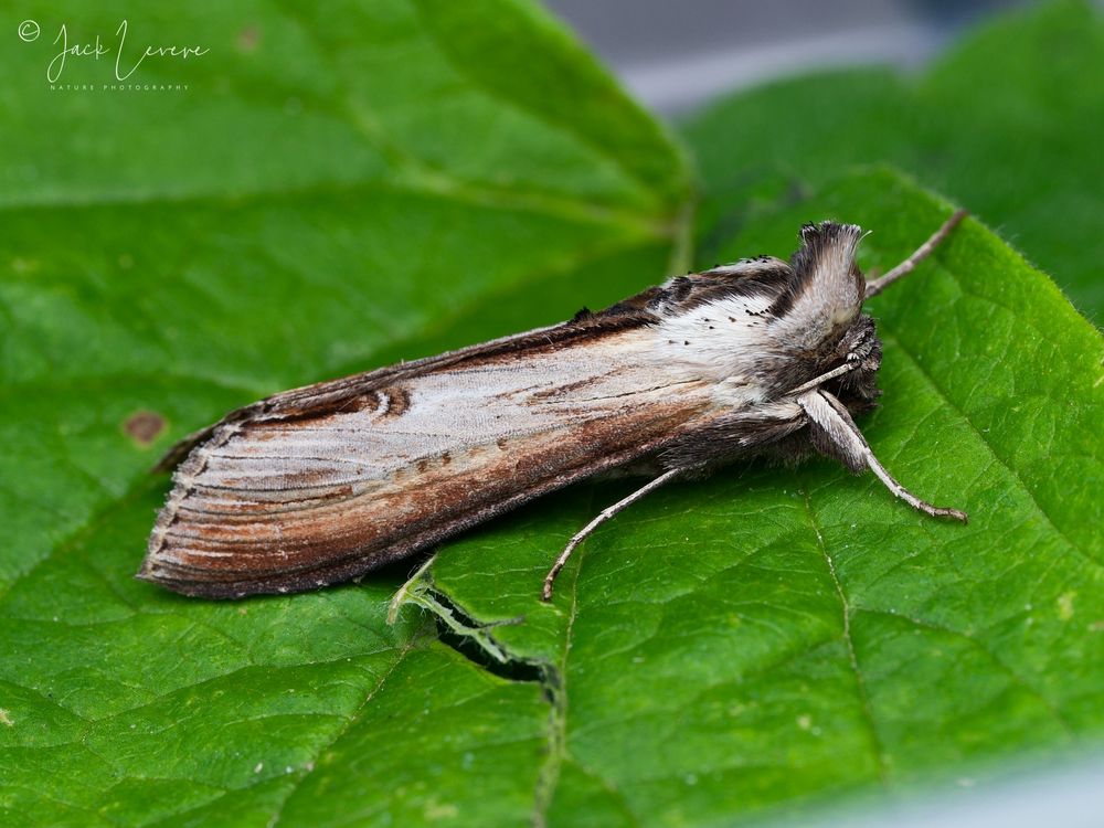 Star-wort (Cucullia asteris)