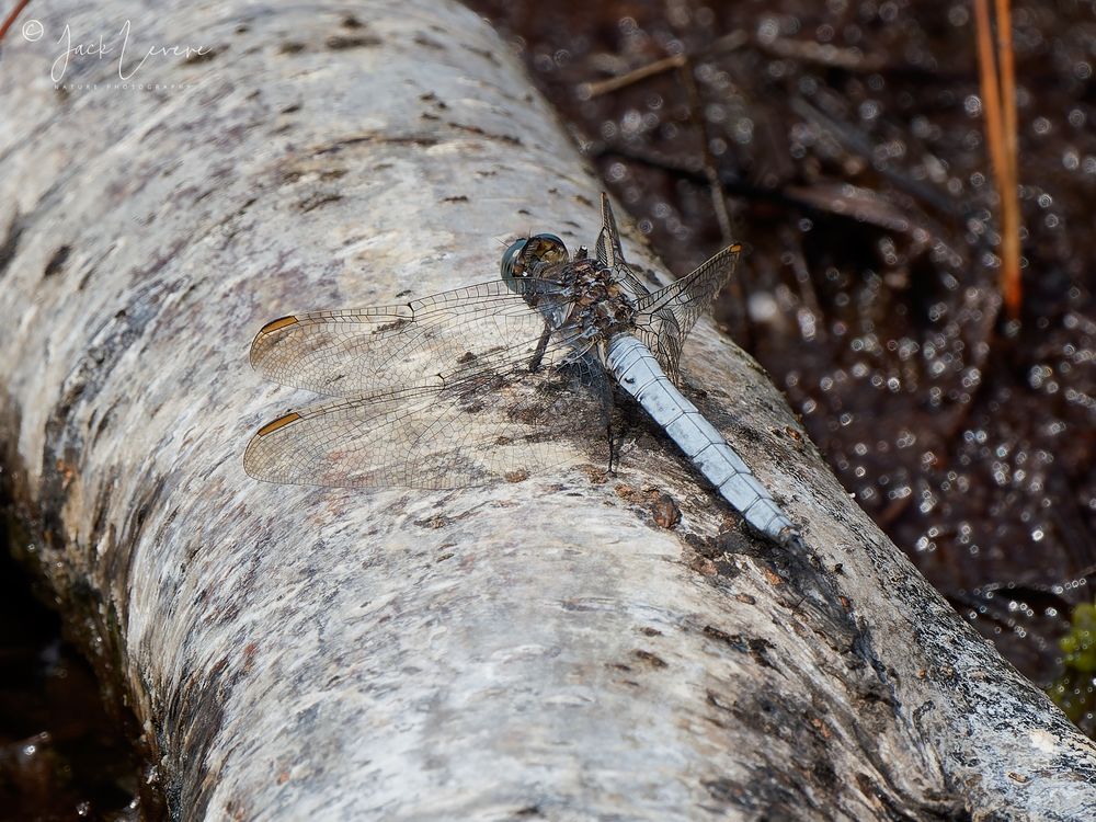 Keeled Skimmer (Orthetrum coerulescens)