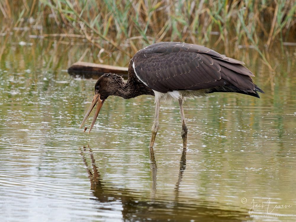 Juvenile Black Stork catching a water snail