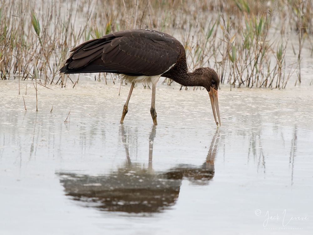 Juvenile Black Stork