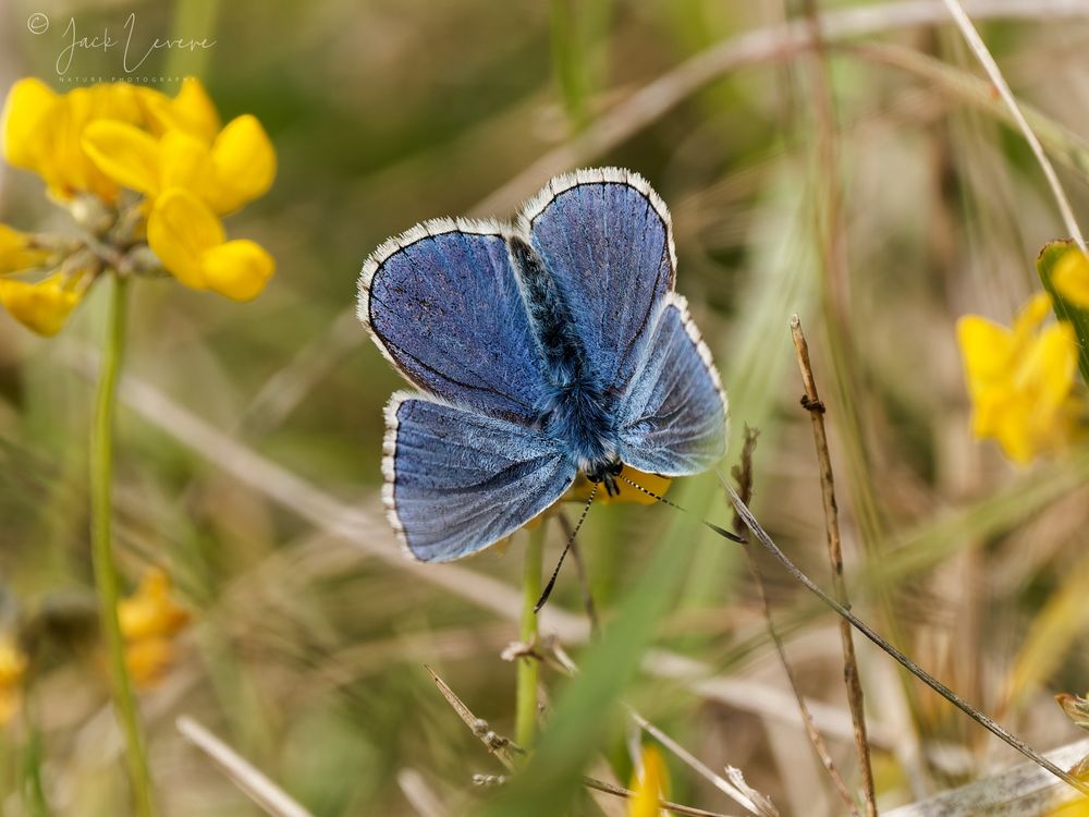 Adonis Blue