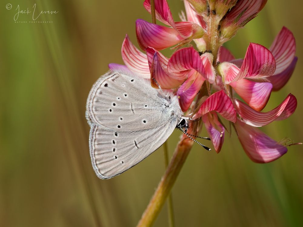 Small Blue