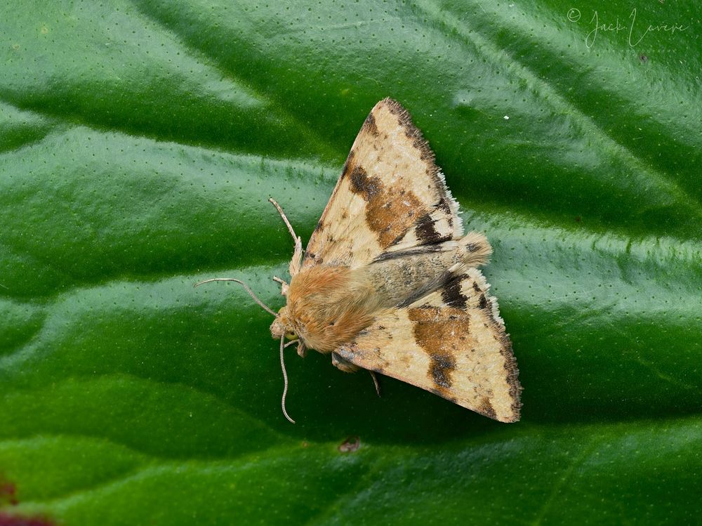 Marbled Clover (Heliothis viriplaca) 