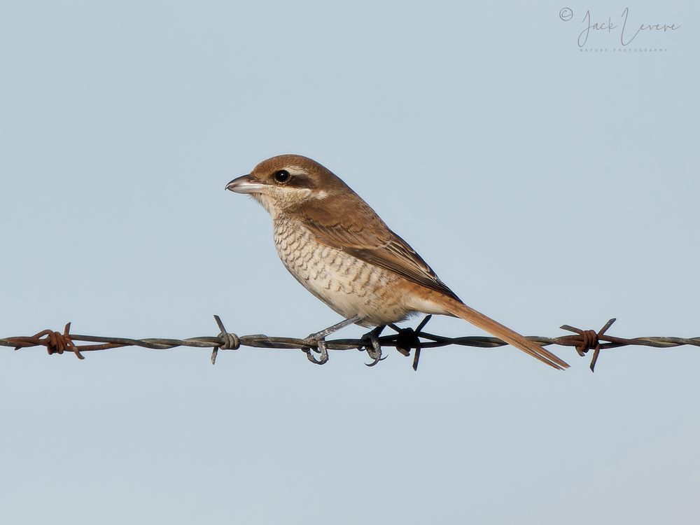 Brown Shrike (Lanius cristatus)